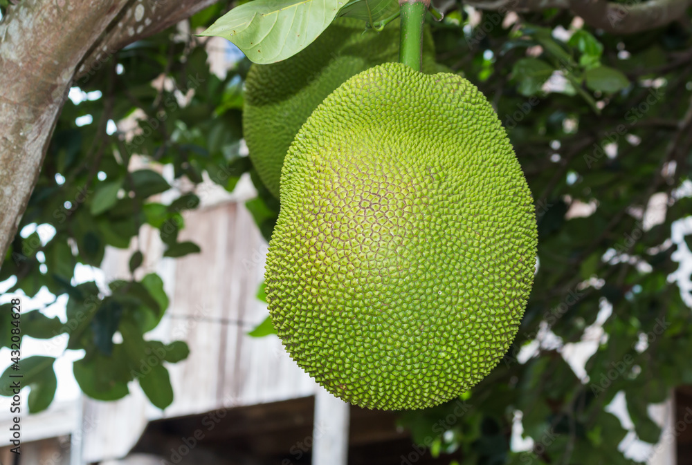 Jackfruit on a tropical fruit tree Jackfruit on a tropical fruit tree