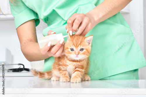 Veterinarian treats ears a cute little kitten Scottish Straight