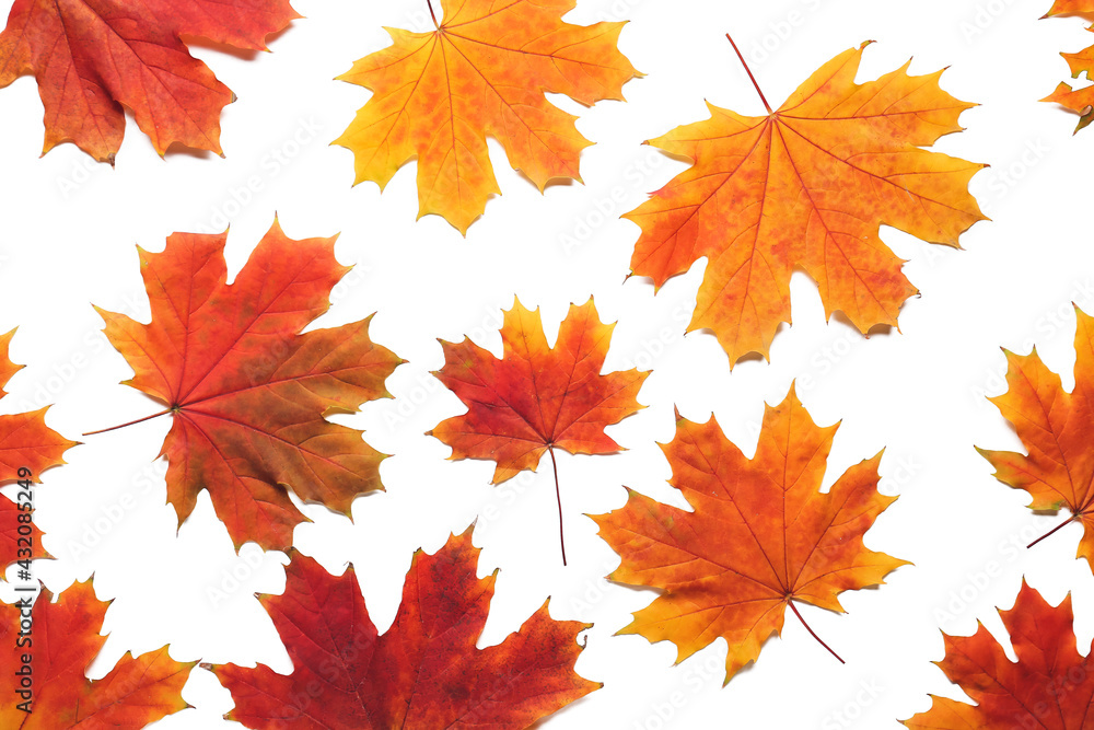 Maple leaves on white background Maple leaves on white background