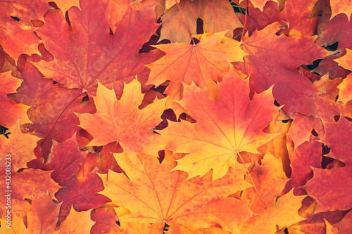 Heap of fallen leaves as background