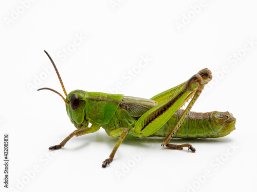 P1010007 green subadult male two-striped grasshopper (Melanoplus bivittatus) isolated on white cECP 2020 © Ernie Cooper