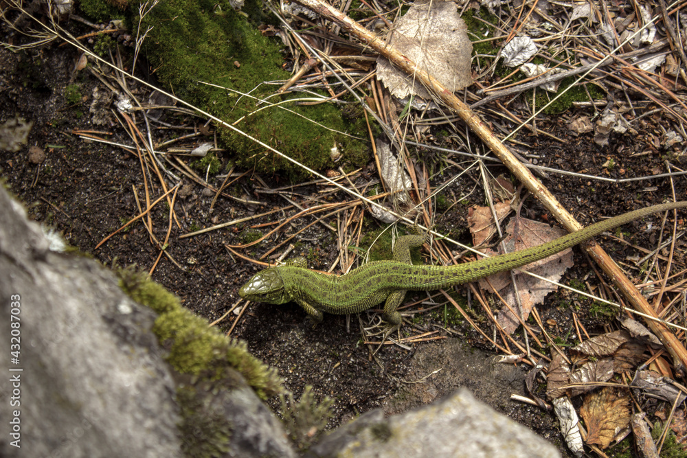 the lizard in the green grass, the lizard and grass the lizard in the green grass, the lizard and grass