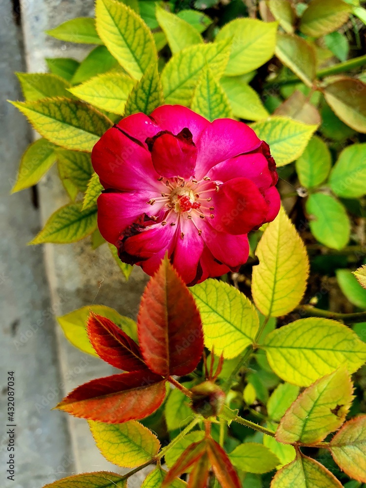 pink flower in the garden pink flower in the garden