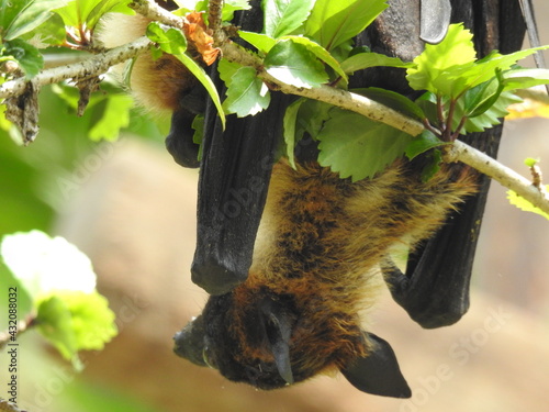 Flying fox or bat (commonly known as fruit bats) resting on a tree 
