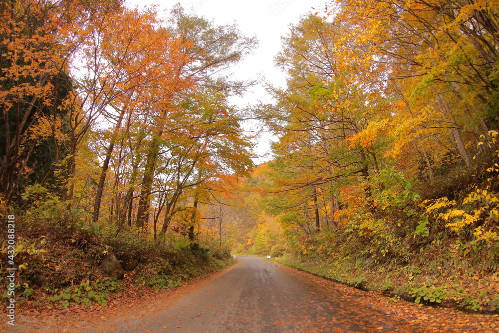 黄色とオレンジに紅葉した秋の山道