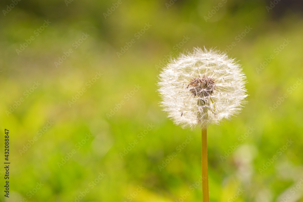 Naklejka premium タンポポの綿毛