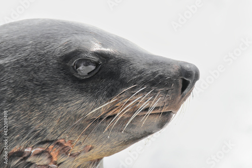 close up portrait photo of a beautiful seal, white beackground, Pinnipedia, cute seal