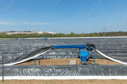 harvest machine in the aspargus field to harvest white delicious aspargus photo