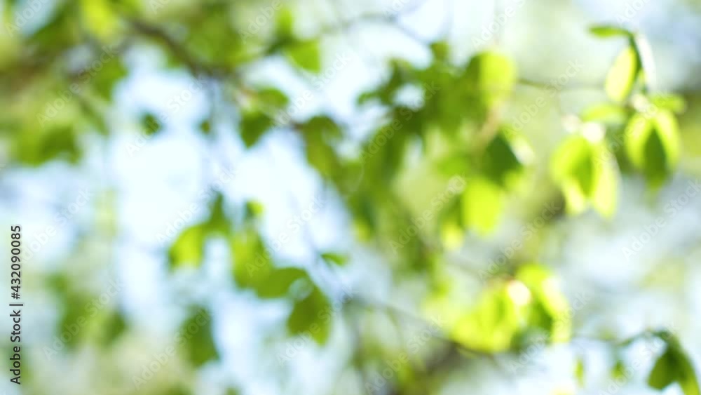 Blurry defocused fresh sunny spring green blooming branches of fresh trees isolated on clear cloudless blue sky background forming natural bokeh for design, placing text or objects Blurry defocused fresh sunny spring green blooming branches of fresh trees isolated on clear cloudless blue sky background forming natural bokeh for design, placing text or objects