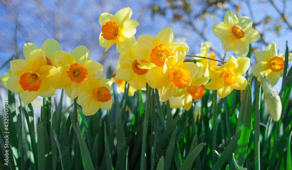 Fototapeta premium daffodils in spring