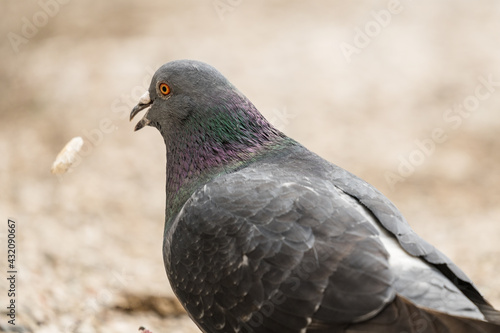 A pigeon is trying to eat a piece of bread