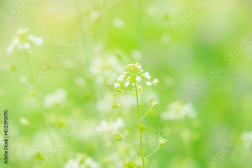 ふんわりしたナズナの花 Stock Photo Adobe Stock ふんわりしたナズナの花 Stock Photo Adobe Stock