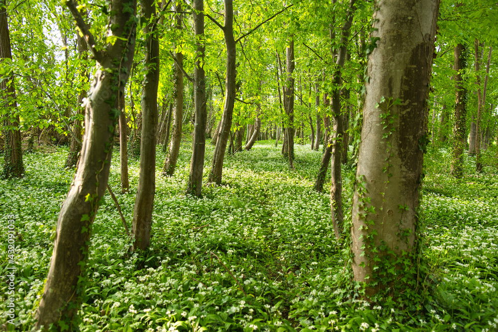 Naklejka premium Bärlauchblüte im Elsass im Frühling