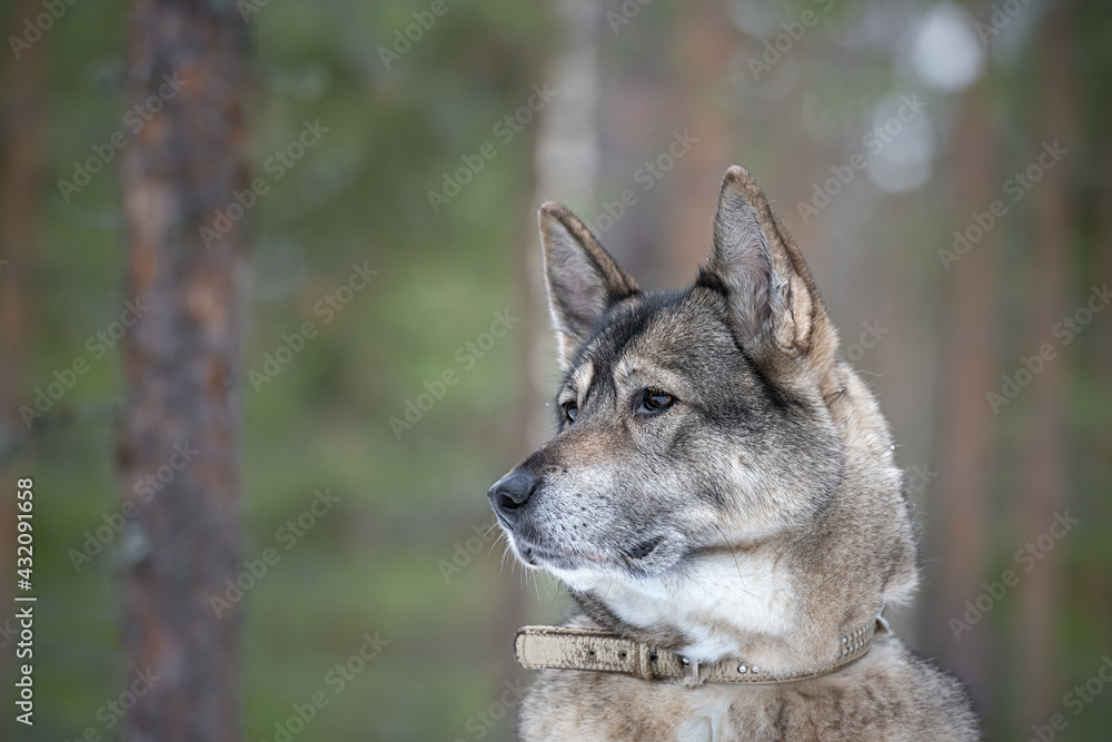 Portrait of a West Siberian Laika dog in snowy forest in Finland