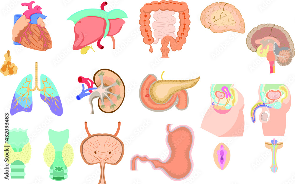 臓器 セット イラスト 臓器 セット イラスト