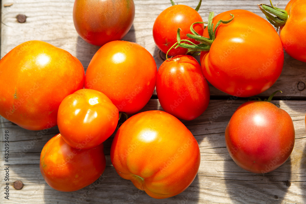 Ripe red, yellow and orange tomatoes. Collected in the garden. Harvest. Close-up. Place for an inscription. Ripe red, yellow and orange tomatoes. Collected in the garden. Harvest. Close-up. Place for an inscription.