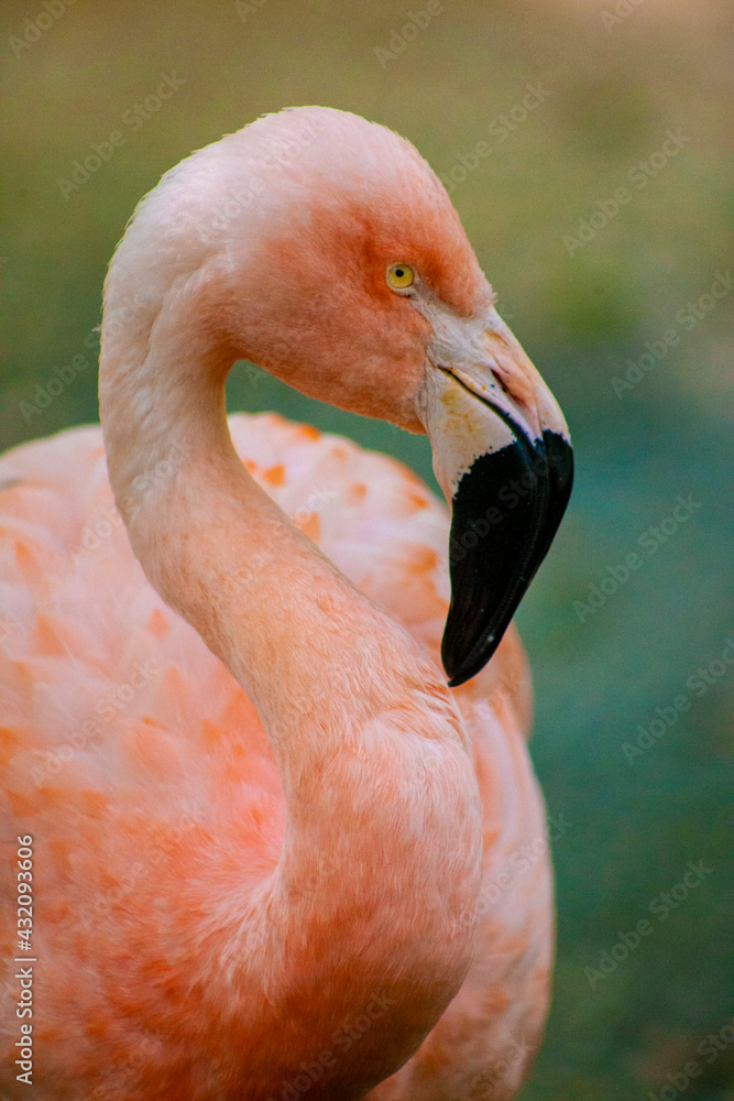 Fototapeta close up of a pink flamingo