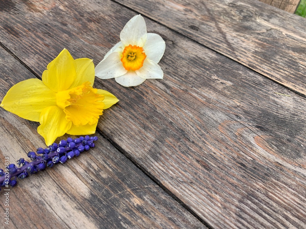 Beautiful blue flowers, yellow and white daffodils on a wooden background. Copy space. Beautiful blue flowers, yellow and white daffodils on a wooden background. Copy space.