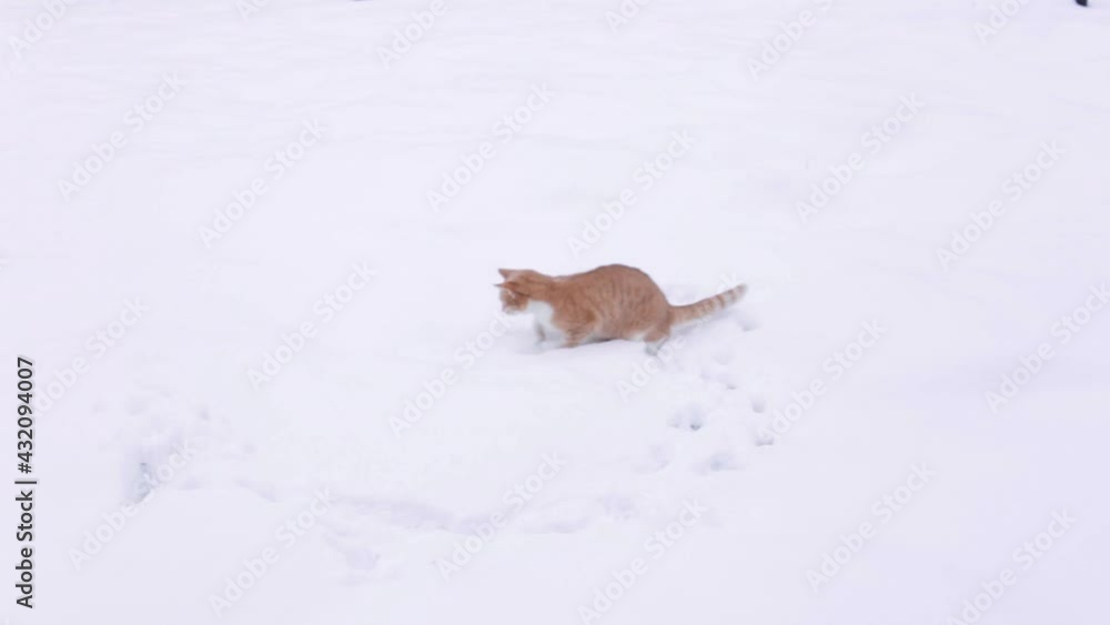 Frisky cat jumps in the snow and plays with him Frisky cat jumps in the snow and plays with him