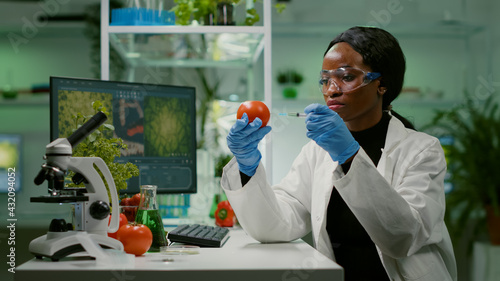 African biochemist with medical gloves injecting organic tomato with pesticides for gmo test genetic analyzing medical expertise. Biochemist working in farming laboratory testing health food photo