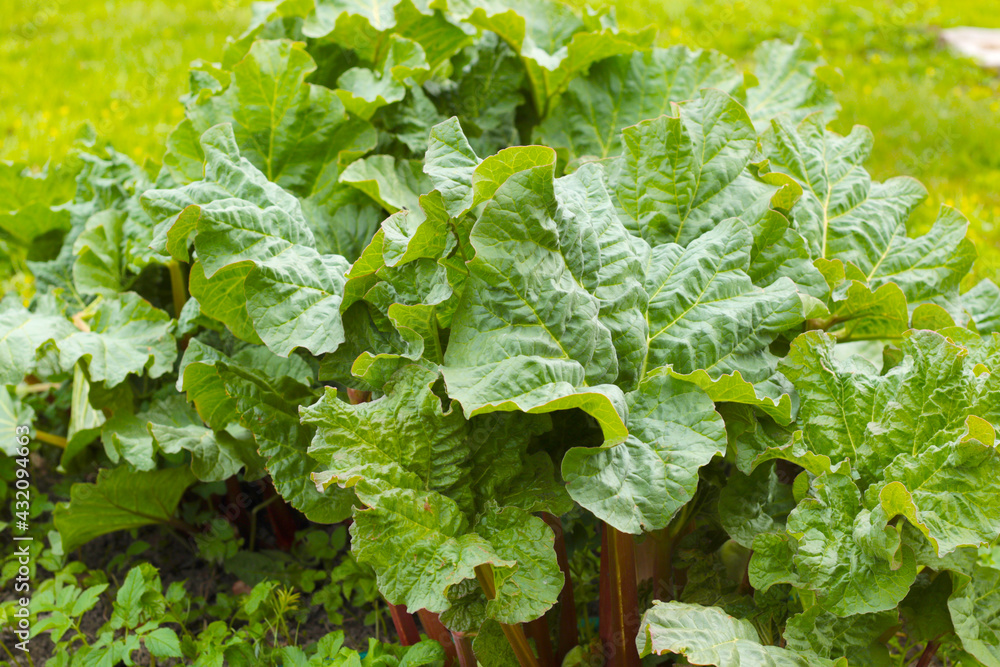 fresh green homegrown rhubarb bush fresh green homegrown rhubarb bush