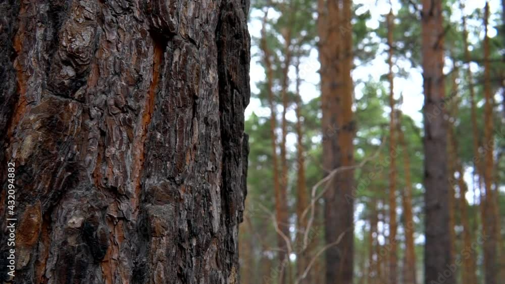 Pine forest revealing from coniferous wood trunk in a dark, gloomy, cloudy, rainy day. Slow motion low angle panorama with rack focus. Pine forest revealing from coniferous wood trunk in a dark, gloomy, cloudy, rainy day. Slow motion low angle panorama with rack focus.