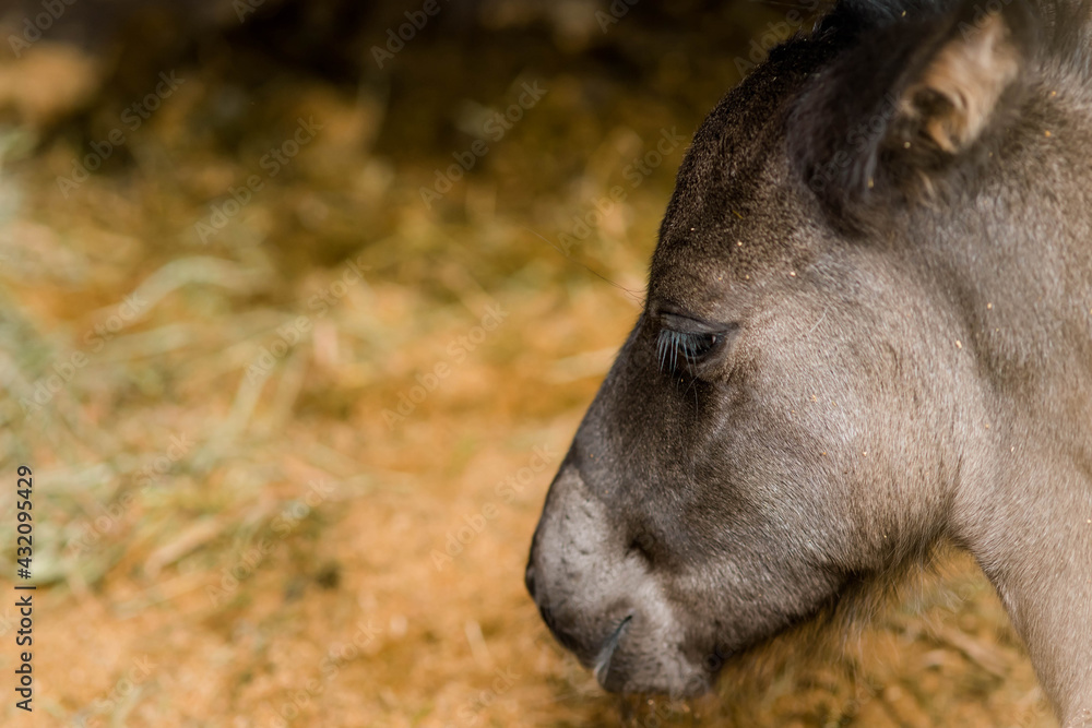 Fototapeta premium very young foal close up