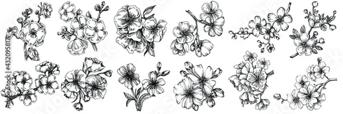 Sakura flower. Floral botanical flower. Isolated illustration element. Vector hand drawing wildflower for background, texture, wrapper pattern, frame or border.