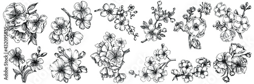 Sakura flower. Floral botanical flower. Isolated illustration element. Vector hand drawing wildflower for background, texture, wrapper pattern, frame or border.