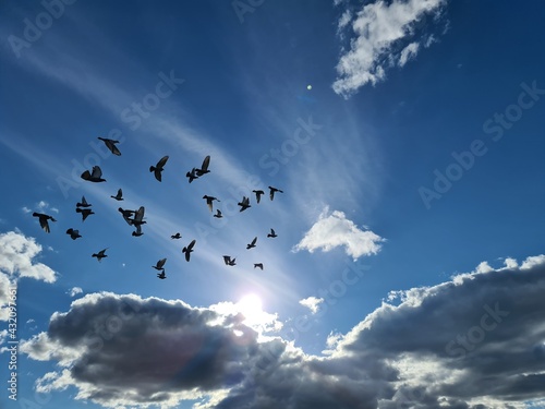 gołębie na niebie
