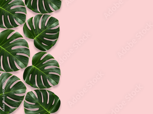 Tropical leaves Monstera on pink background. Flat lay. top view