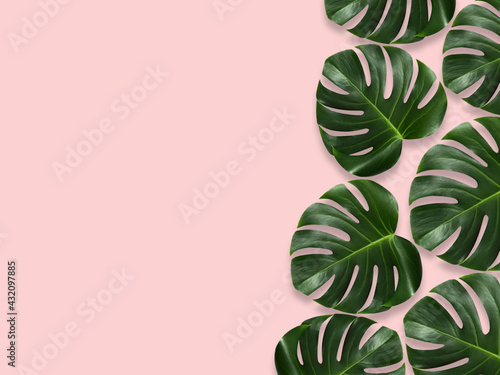 Tropical palm leaves Monstera on pink background. Flat lay