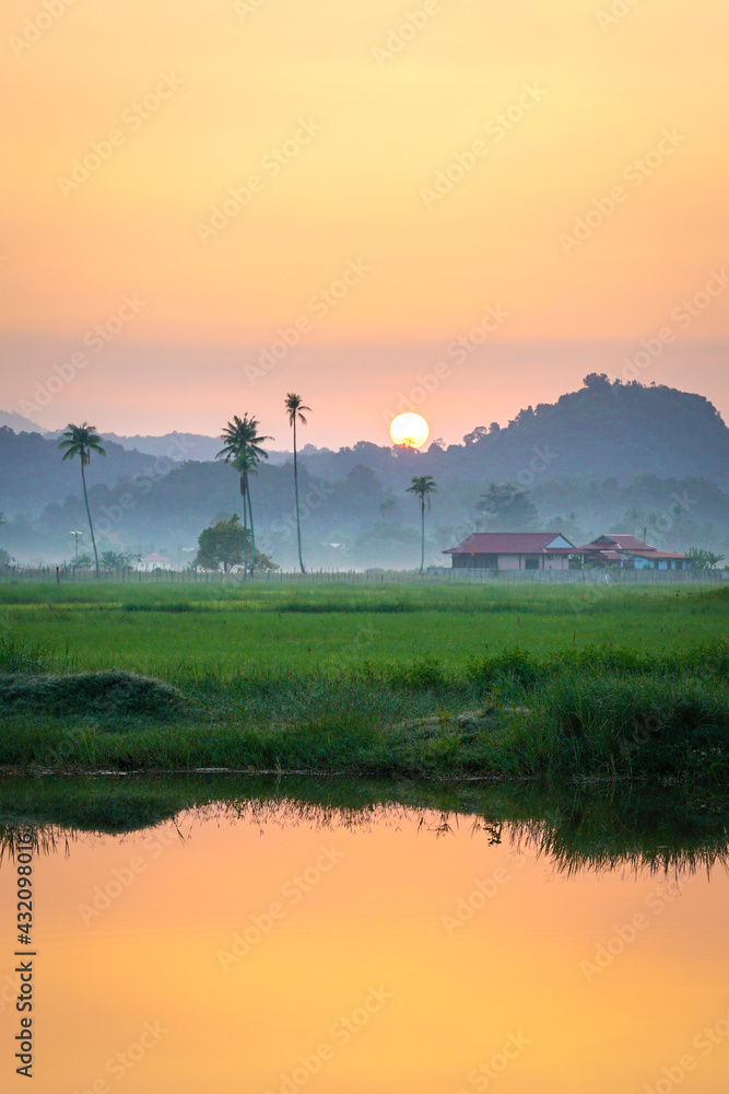 Green paddy field with golden sunrise. Coconut trees, morning fog and rural houses at the background.