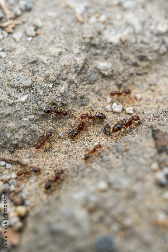 Macro close-up of a group of ants on the ground Macro close-up of a group of ants on the ground