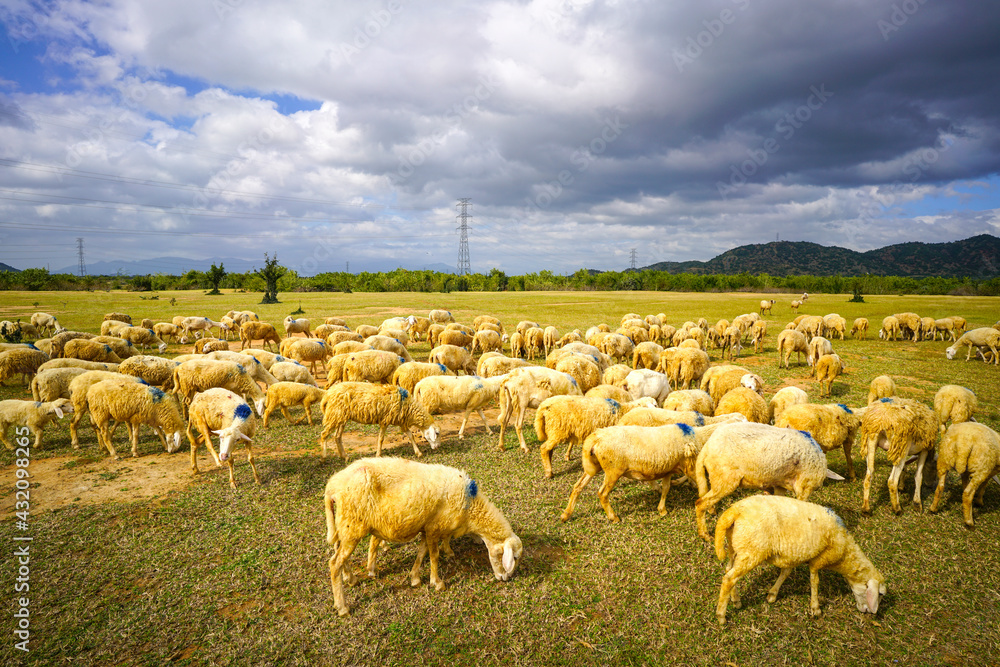 Fototapeta premium Sheep grazing grass on green meadow farmland landscape. Agriculture or livestock concept.