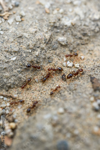 Macro close-up of a group of ants on the ground