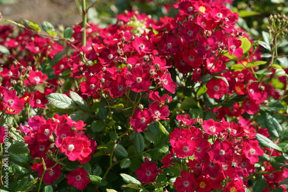 rose flower garden in spring rose flower garden in spring