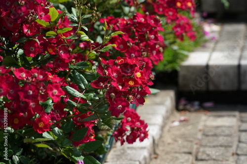 rose flower garden in spring