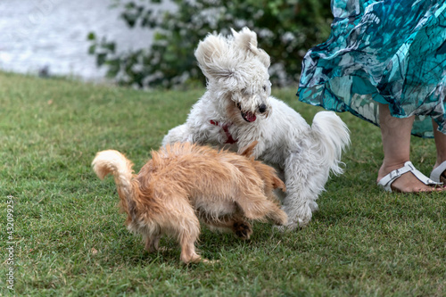 Nanja, Bichon Bolognese dog, and little terrier playing in the park