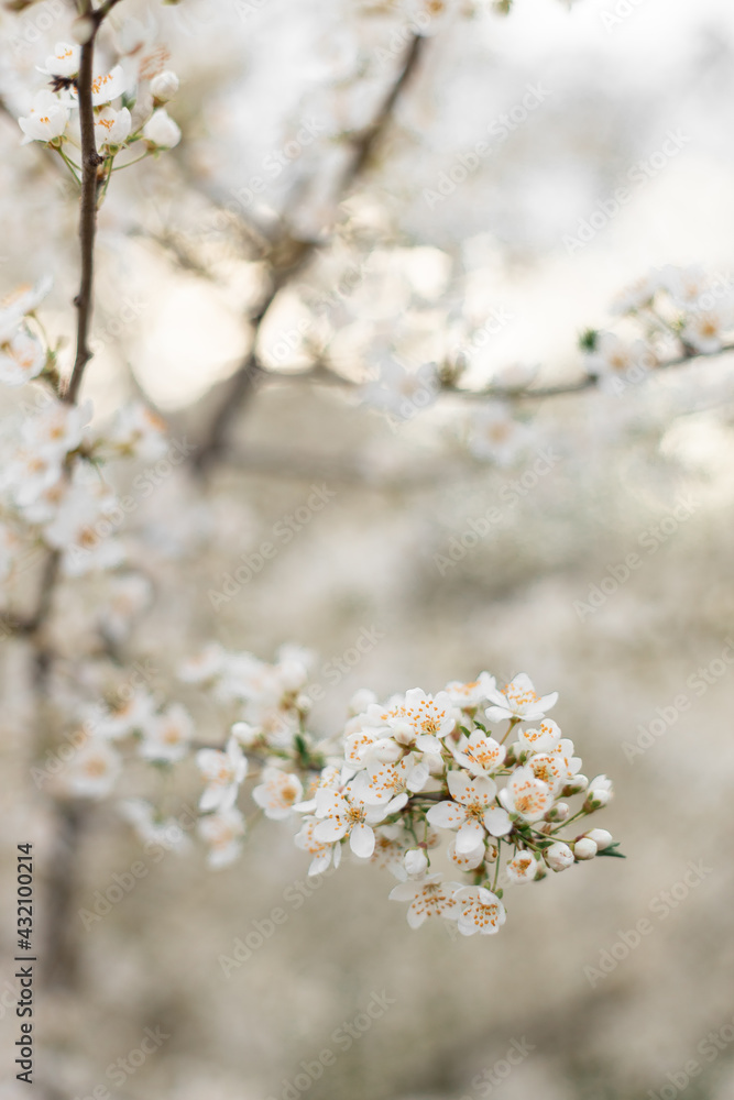 Beautiful soft spring background. Spring border or background art with beautiful cherry flowers in sun blurred and light rays