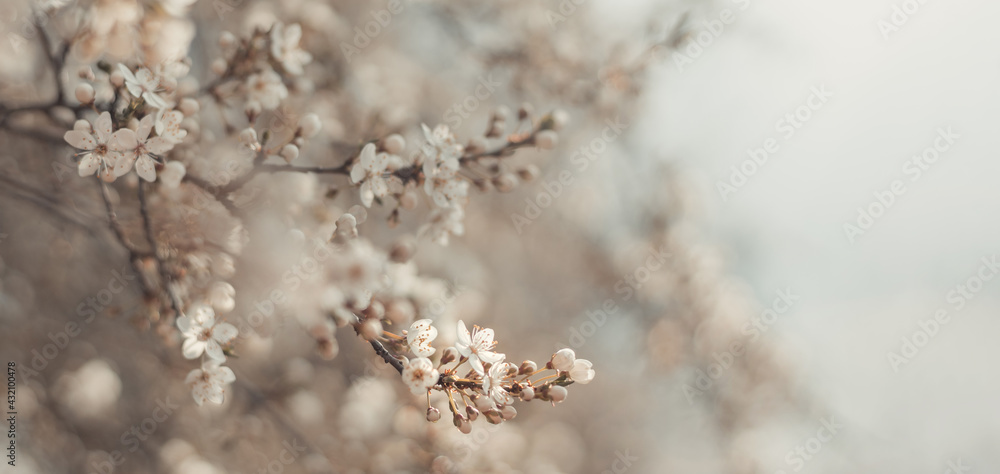 Spring border or background art with beautiful cherry flowers in sun blurred and light rays Spring border or background art with beautiful cherry flowers in sun blurred and light rays