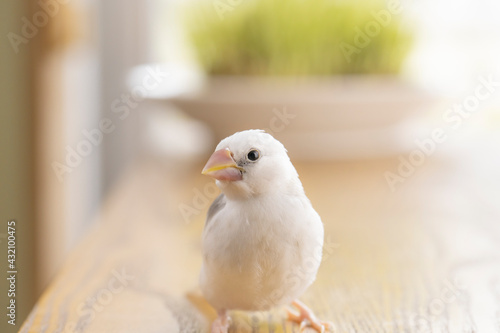白文鳥のヒナ（生後約一か月）