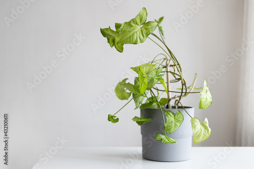 Syngonium podophyllum liana, a herbaceous evergreen native in gray concrete pot on white table against a gray background. Empty white wall and copy space photo
