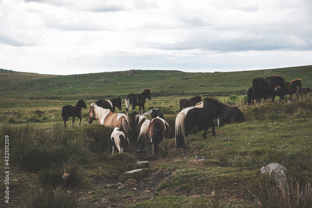 Obraz premium Dartmoor Ponies, Dartmoor National Park, UK