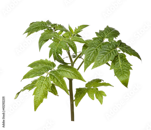 Plant of tomato isolated on white background. 