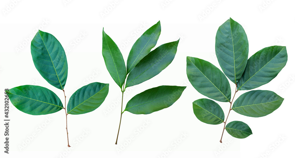 set of green plant leaf on white background for design elements, Flat lay