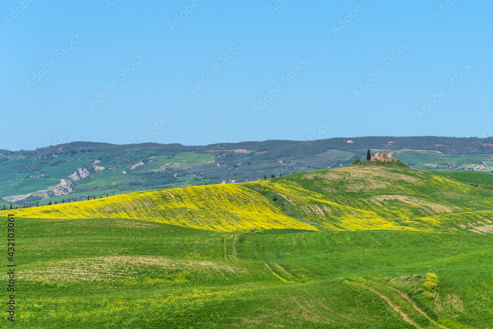Amazing spring colorful landscape. Beautiful farmland rural landscape, cypress trees and colorful spring flowers in Tuscany, Italy. Beautiful spring landscape with blooming raps field.