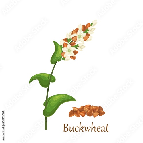 Buckwheat grass cereal crops, agricultural plant vector illustration. Heap of buckwheat grains seeds.