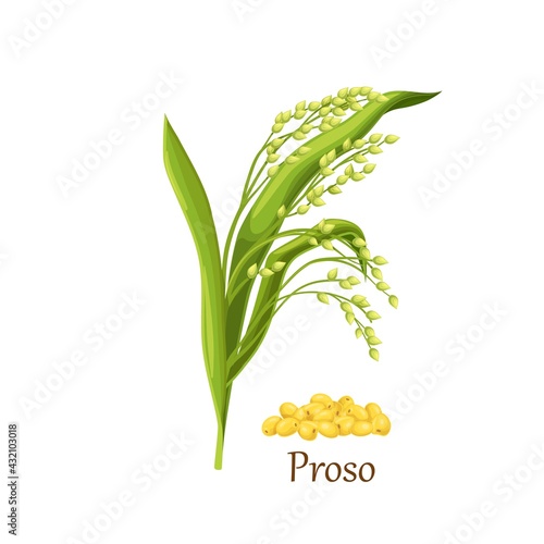Proso millet (panicum miliaceum) spike, agricultural plant vector illustration. Cereal plant and heap of proso grains seeds.