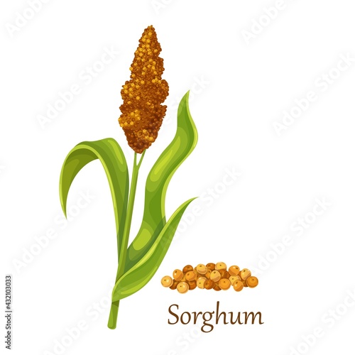 Sorghum or Indian millet, milo, durra, orshallu cereal grain plant vector illustration. Heap of sorghum grains seeds.